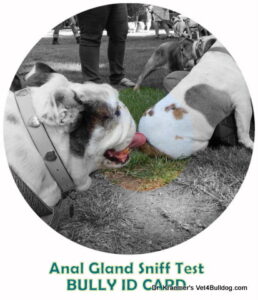 bulldog anal gland sniff test