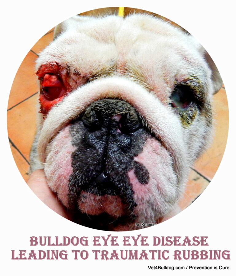 5 most common bulldog and Fr. bulldog eye disease VET4BULLDOG