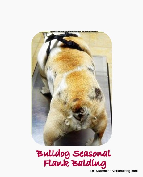 bulldog flank non itchy balding
