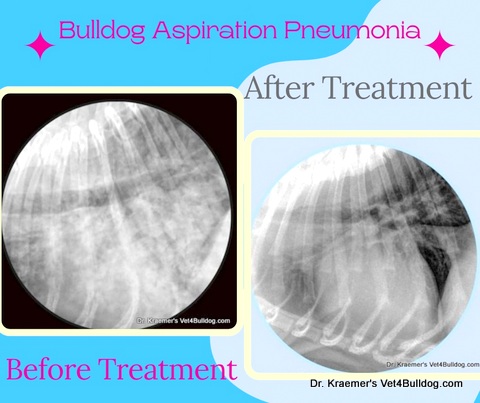 Bulldog Aspiration Pneumonia radiographs before and after treatment