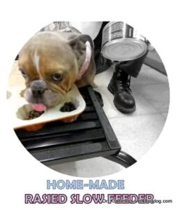 bulldog Home made raised slow feeder
