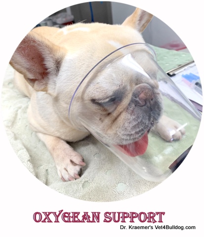 https://vet4bulldog.com/wp-content/uploads/2024/08/oxygen-mask-fr-bulldog.jpg?utm_source=chatgpt.com