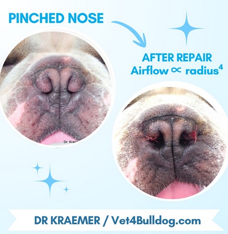French bulldog pinched nose before and after