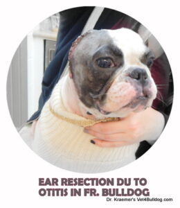 Fr. Bulldog Ear Resection due to Otitis