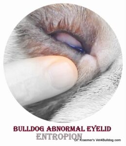 Fr. Bulldog and bulldog abnormal eyelid entropion