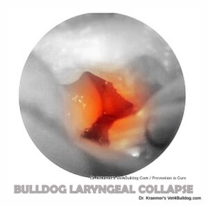 bulldog and French bulldog laryngeal collapse