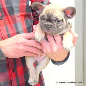 bulldog end stage ear disease