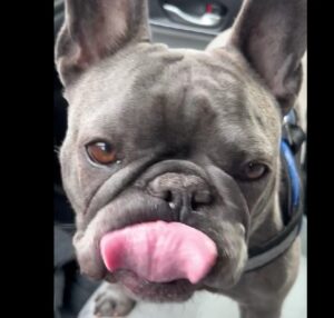 Fr. Bulldog lip licking anb bile