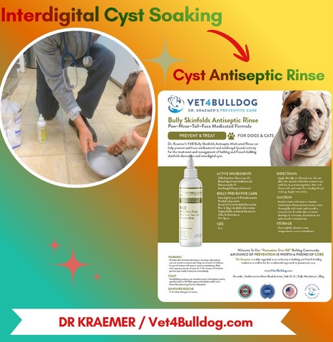 bulldog interdigital cyst antiseptic soaking