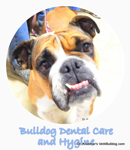 Bulldog Dental Care