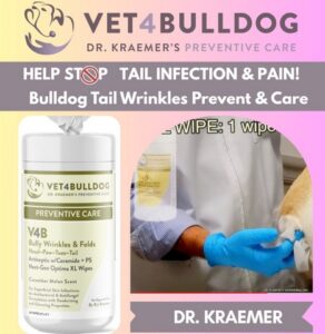 How to clean a bulldog infected tail