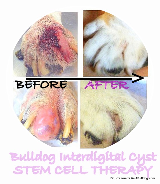 bulldog interdigital cyst before & after stem cell