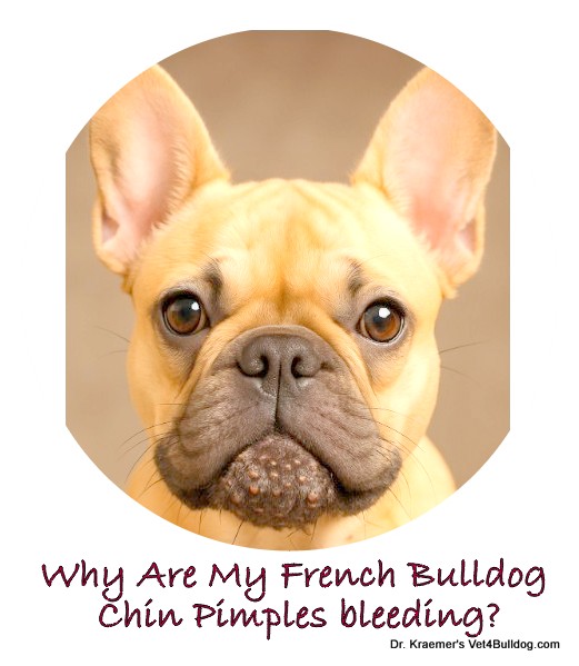 French Bulldog blackhead chin pimples