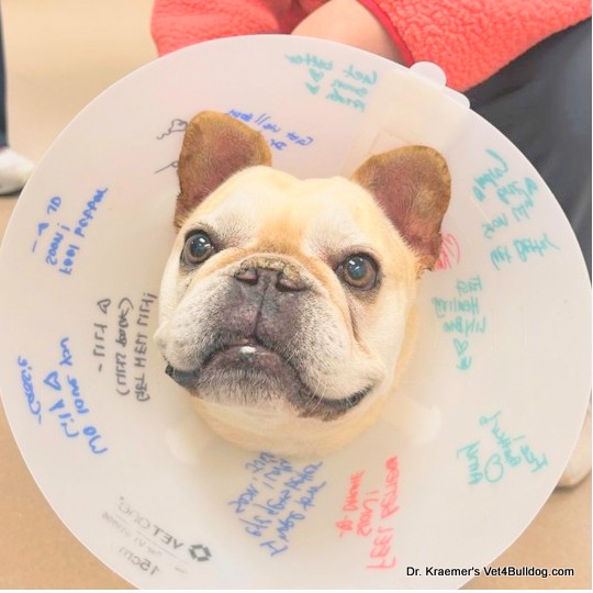 French Bulldog yeast infection