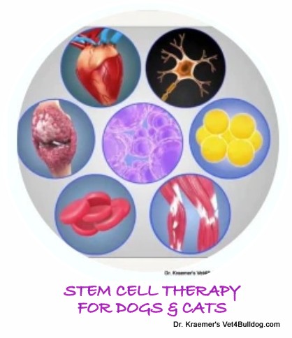STEM CELL THERAPY FOR PETS