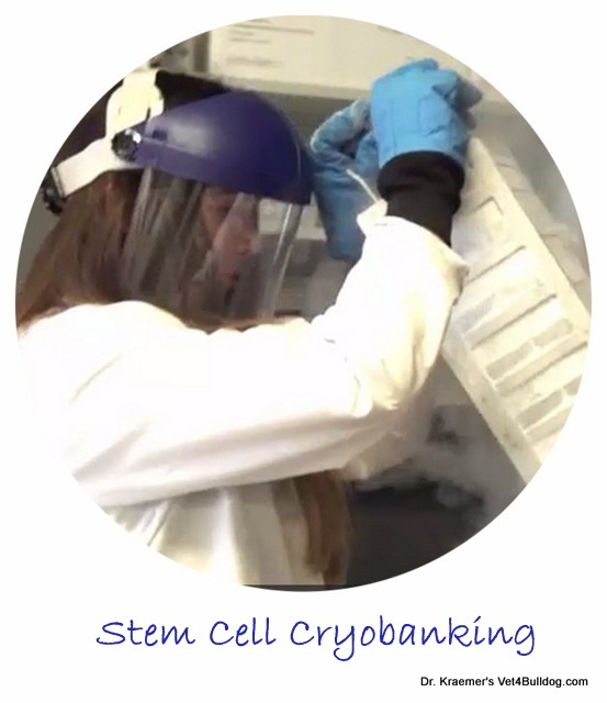 Stem cell cryobanking preparation
