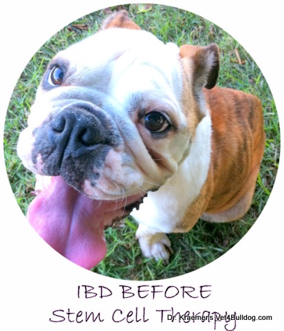 Piper Rescue bulldog IBD