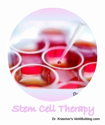 stem cell therapy for bulldogs
