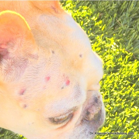 yeast infection in Fr. Bulldog
