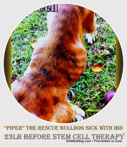 Bulldog Rescue with severe IBD