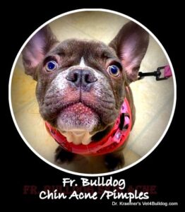 Fr. bulldog puppy skin acne