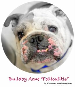 bulldog skin acne Folliculitis