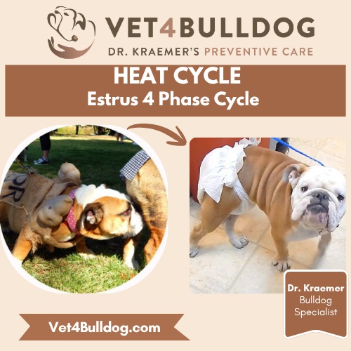4 bulldog heat cycle stages