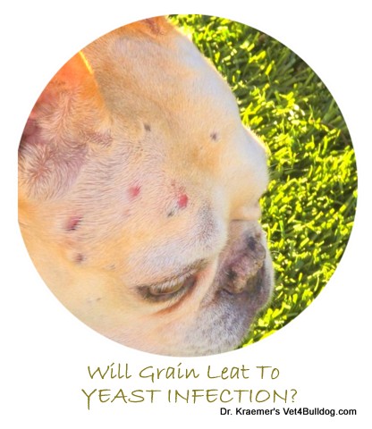yeast infection and grain in Fr. Bulldog