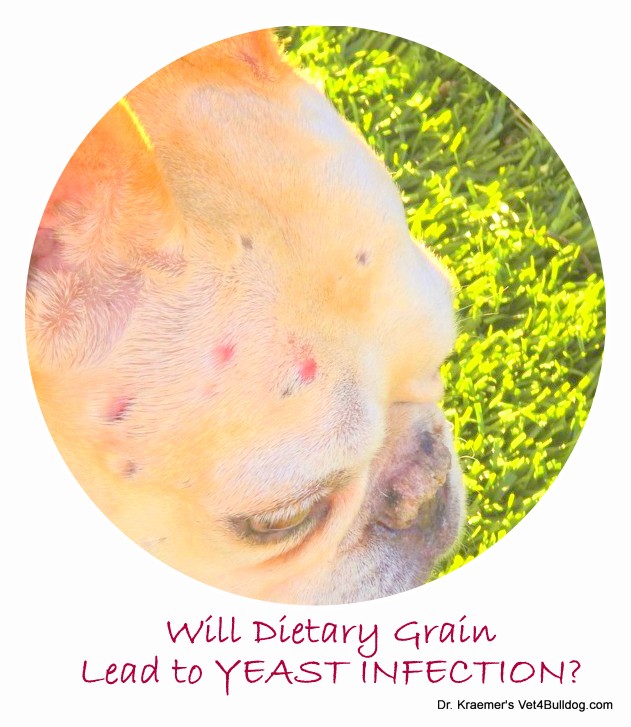 yeast infection due to grain in Fr. Bulldog