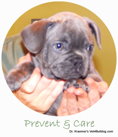 French Bulldog with Dr. Kramer's nurse