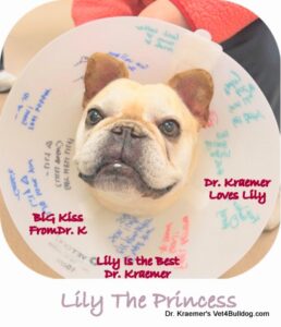 Fr. Bulldog yeast infection