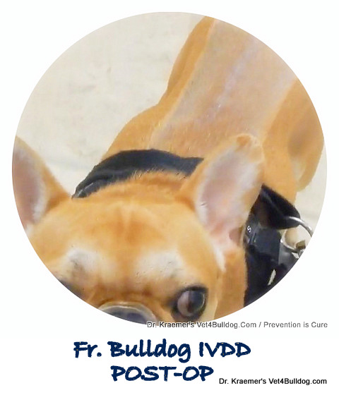 IVDD in French Bulldog after surgery