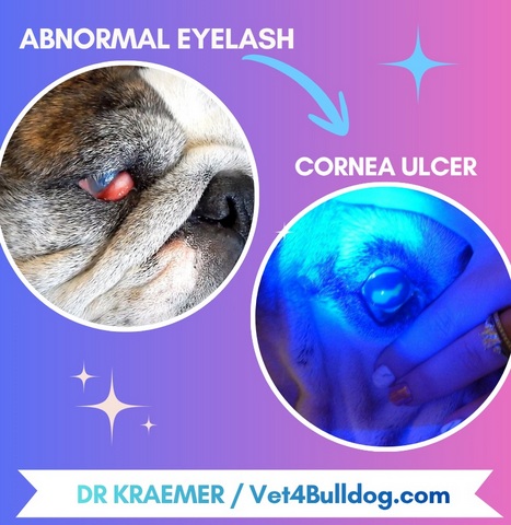 bulldog abnormal eyelash leading to ulcer