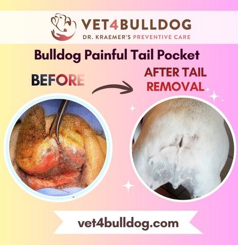 bulldog infected tail before and after