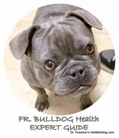 fr bulldog expert guide