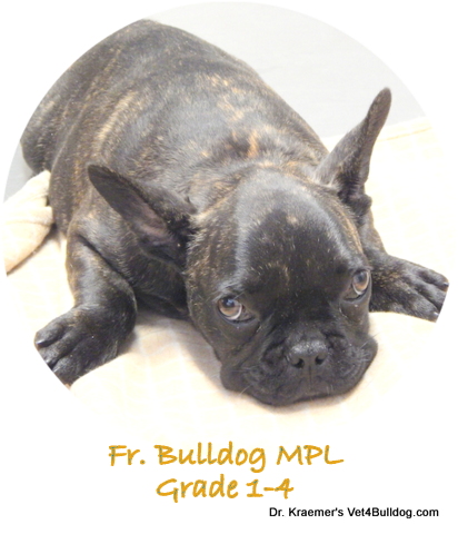 Fr Bulldog MPL Grade 1-4