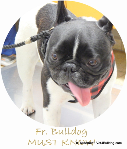French Bulldog MUST KNOW