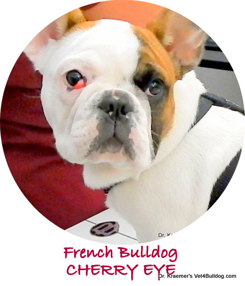 French bulldog cherry eye