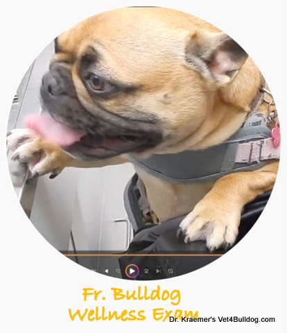 French bulldog wellness exam