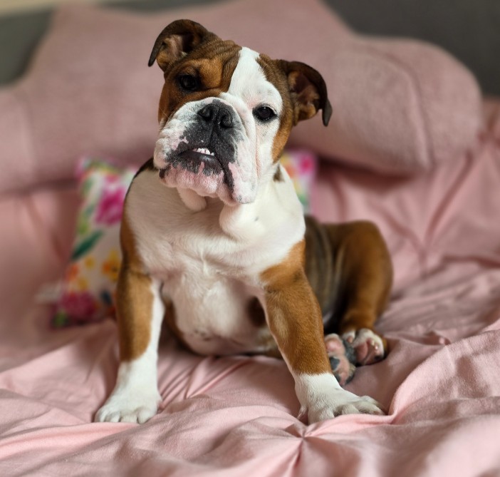 Martha Eng Bulldog Hip Clicking sounds