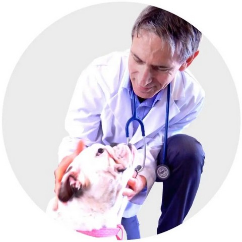 Dr. Roy Kraemer, DVM, examining a Bulldog at his specialty hospital