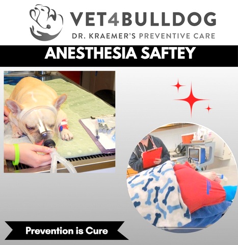 French bulldog anesthesia safety and monitoring