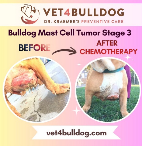 MCT Tumor Grade 3 before and after treatment