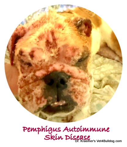 bulldog with severe pemphigus