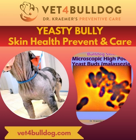 bulldog yeast infection cytology