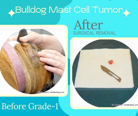 Bulldog MCT Grade 1 Before and After