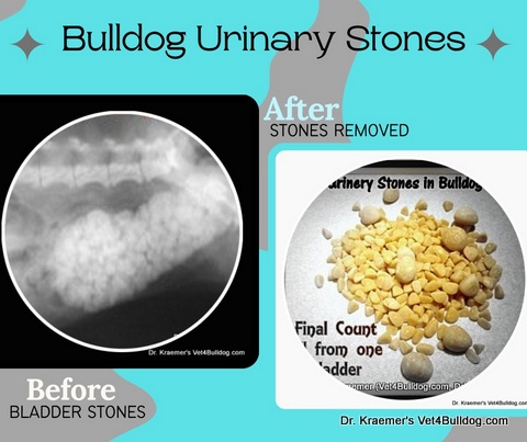 Struvite Stones in Bulldogs Before and After