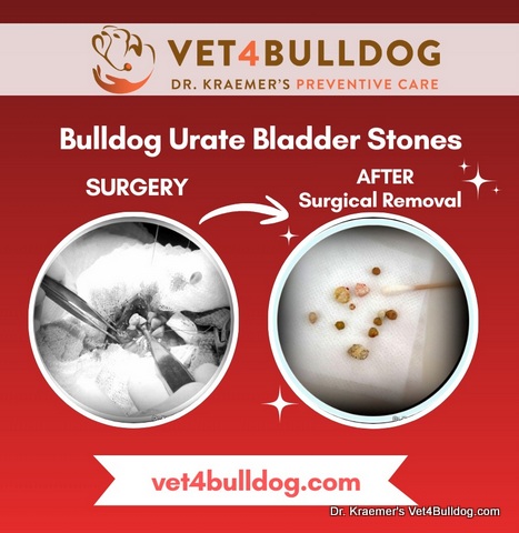 Bulldog urate bladder stones before and after