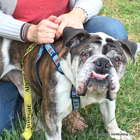 Bulldog with nasal discharge from sinusitis and allergic rhinitis, as Dr. Kraemer describes