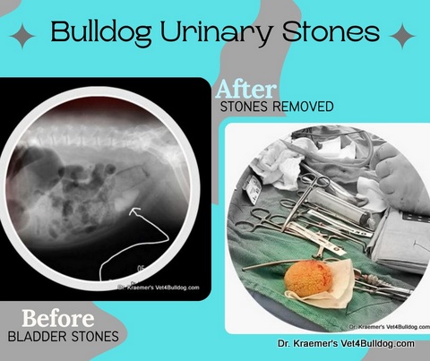 bulldog large bladder stone before and after